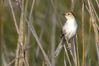Cisticola tinniens